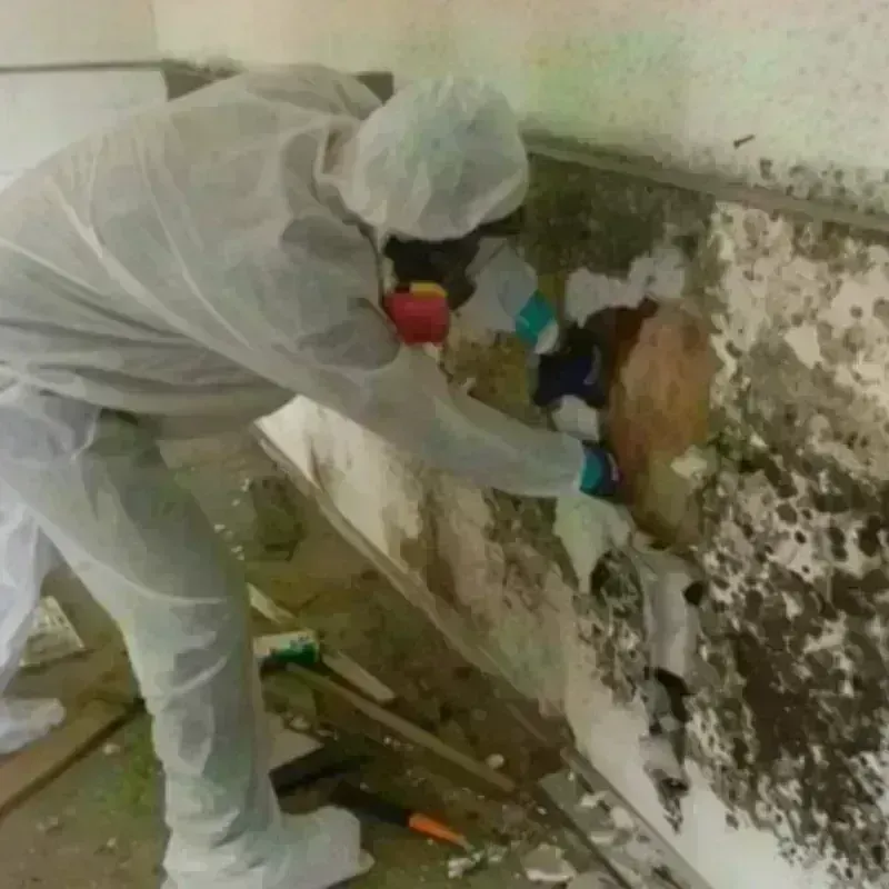 Mold Remediation and Removal in Randleman, NC